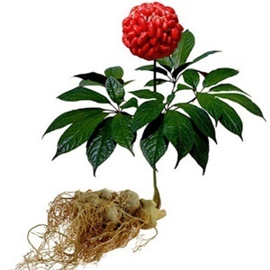 Ginseng in der zusammensetzung der